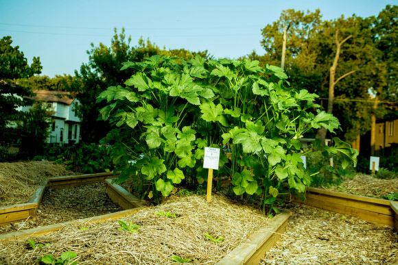 Okra from an urban farm on the South East side.
