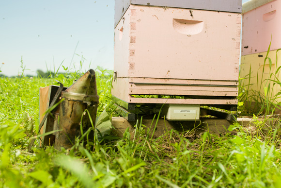 A hive with electronic scale below it.