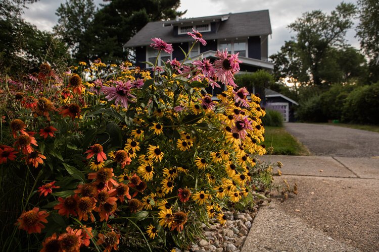 The curb-cut gardens can have any number of attractive flowering plants.