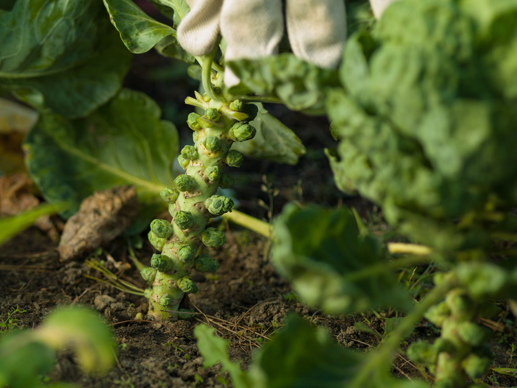 Brussel sprouts start to bud.