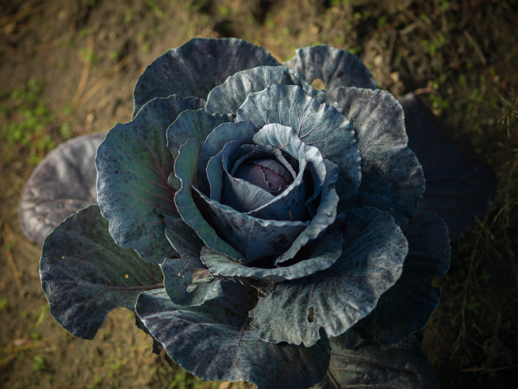Cabbage ripens for the fall harvest.