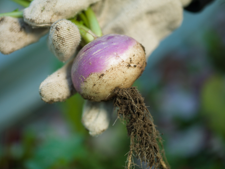 Fresh turnips.