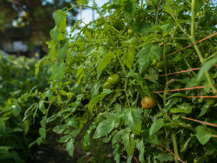 Tomatoes ripen on the vine.