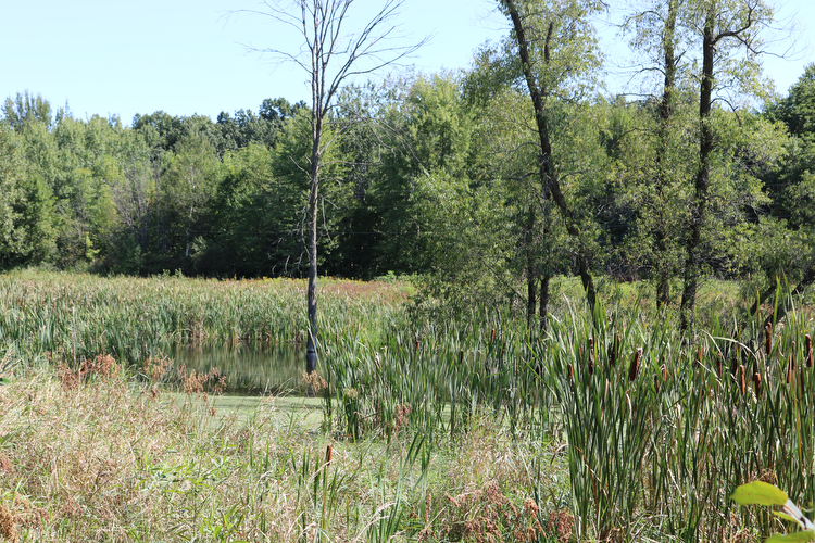 Michigan wetlands made the state slow to develop for agriculture.