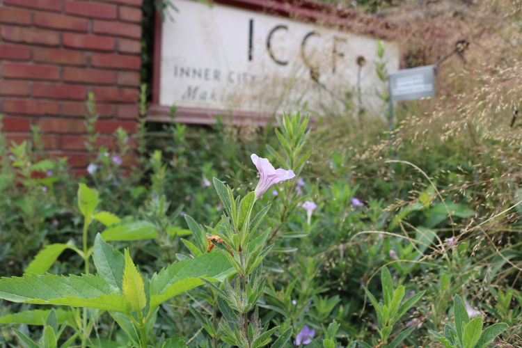 The garden at the ICCF.