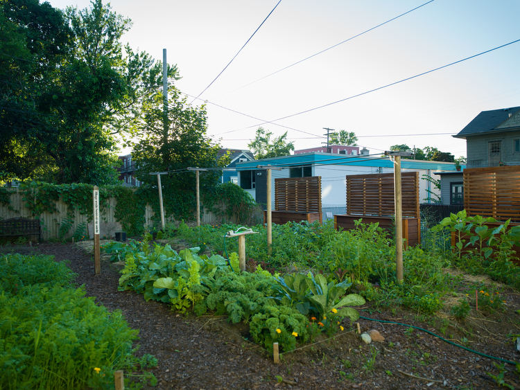 The community garden behind the Eastown Neighborhood Association offices. 