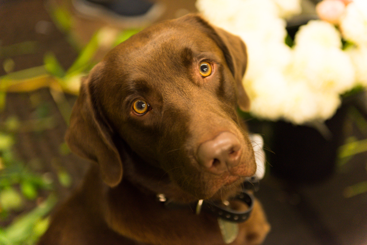 Troy Wasserman's dog, Cooper, loves greeting customers at the shop.
