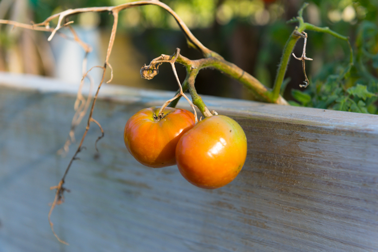 Tomatoes at McLaughlin Grows Urban Farm.