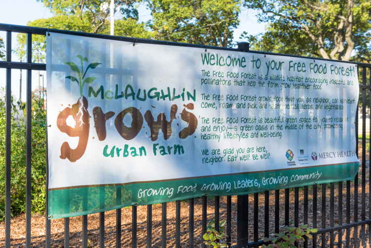 At McLaughlin Grows Urban Farm's free food forest, anyone is welcome to pick the food they need.