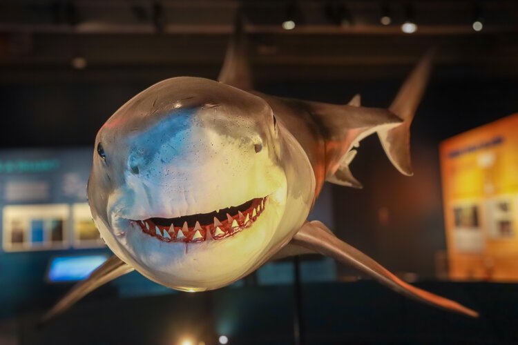 The great white shark almost appears to be smiling as you approach it.