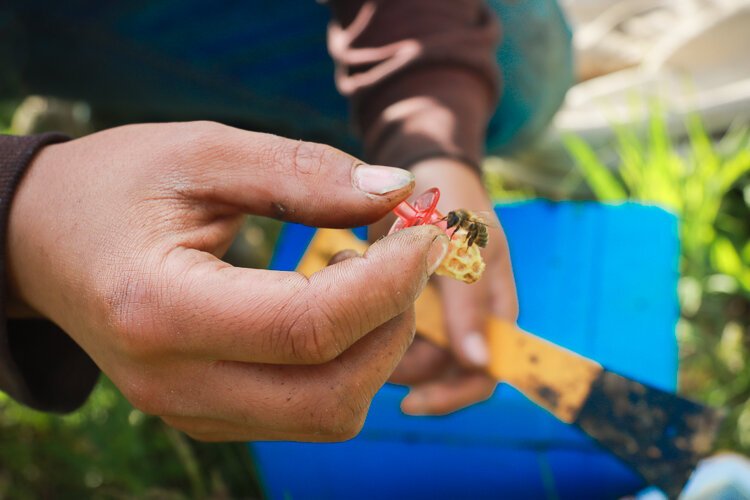 A worker bee tends to the young queen bee.