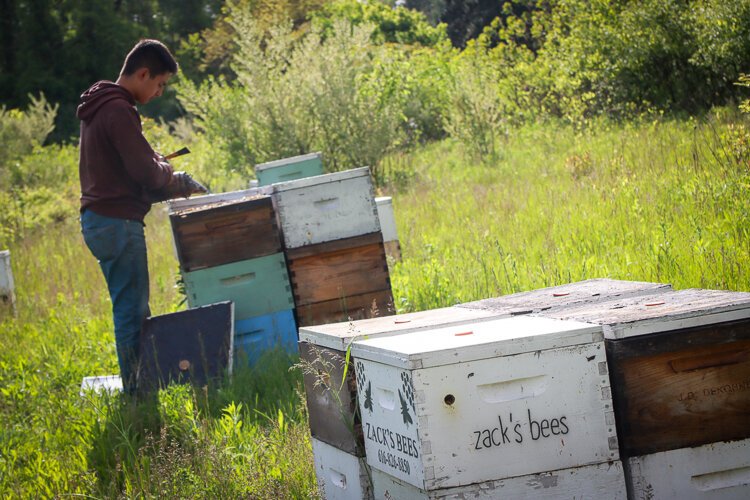 Applying smoke to the hive helps calm the bees before Zack inspects their work.