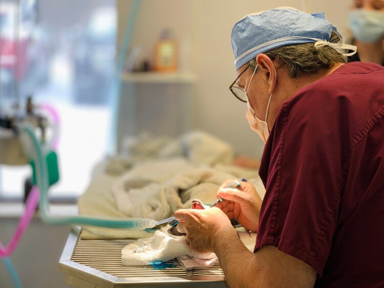 In December of 2023 CSNIP purchased a 12,000 square foot facility in Walker with the intention of creating a larger headquarters and veterinary facility.