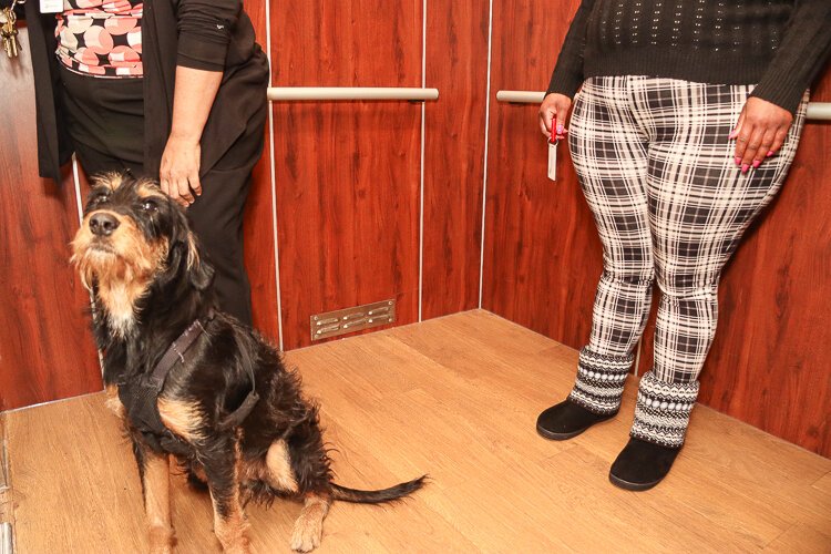 Story is the on-site therapy dog that freely wanders the hallways and elevators of the Jefferson Avenue complex.