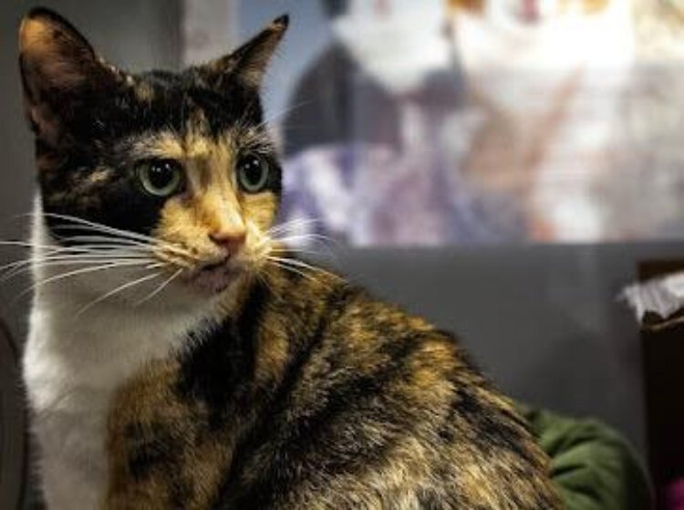 Courtesy of Colin Holohan