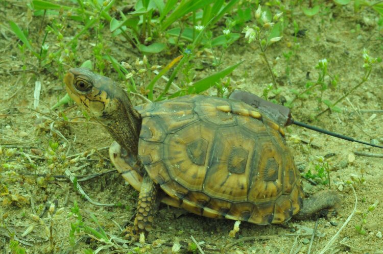 A turtle with a transmitter.