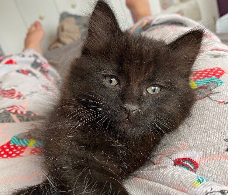 Kittens that are around 2 weeks old must be fed every two to three hours.