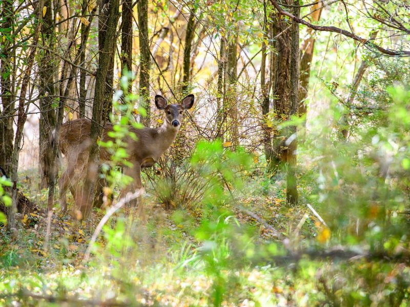 Photo by Doug Coombe.